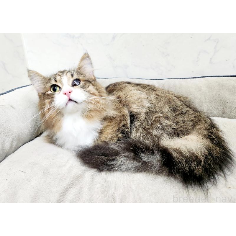 販売中の北海道のノルウェージャンフォレストキャット-138377の3枚目