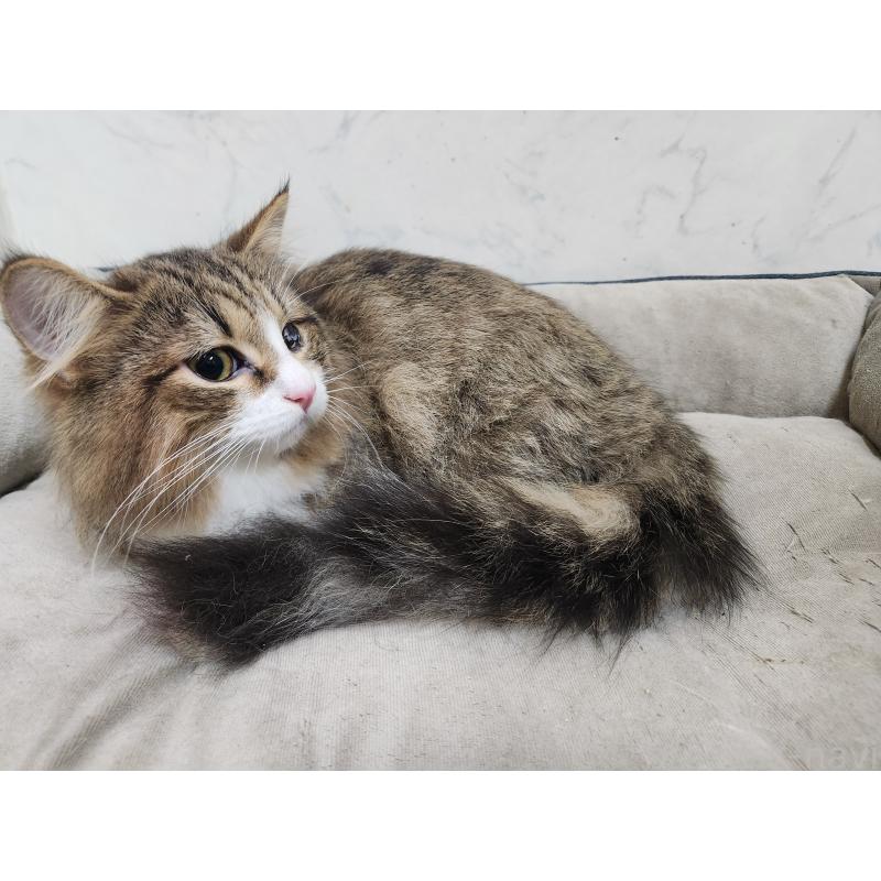 販売中の北海道のノルウェージャンフォレストキャット-138377の2枚目