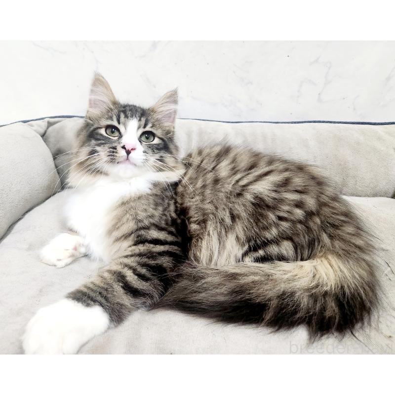 販売中の北海道のノルウェージャンフォレストキャット-133708の4枚目