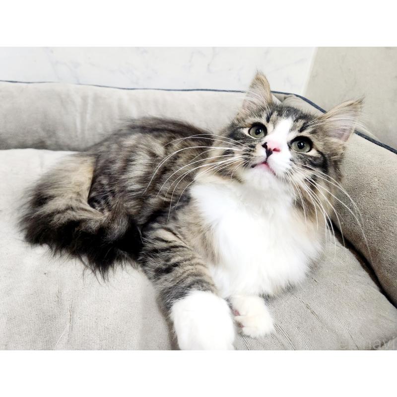 販売中の北海道のノルウェージャンフォレストキャット-133708の3枚目