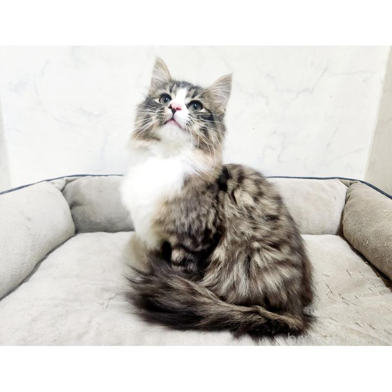 販売中の北海道のノルウェージャンフォレストキャット-133708の2枚目