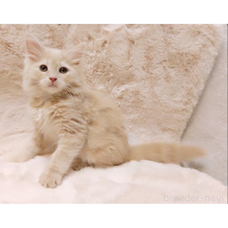 商談中の神奈川県のノルウェージャンフォレストキャット-136287の3枚目