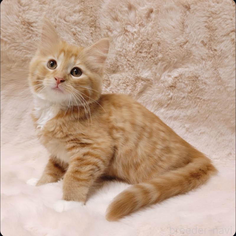 販売中の神奈川県のノルウェージャンフォレストキャット-136289の2枚目