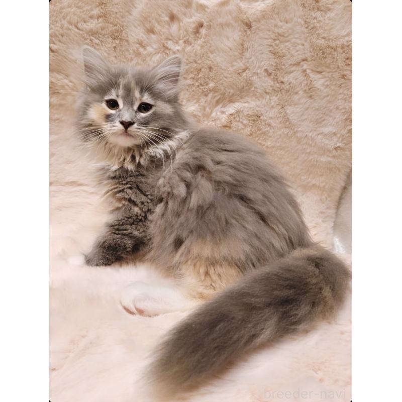 販売中の神奈川県のノルウェージャンフォレストキャット-136285の2枚目