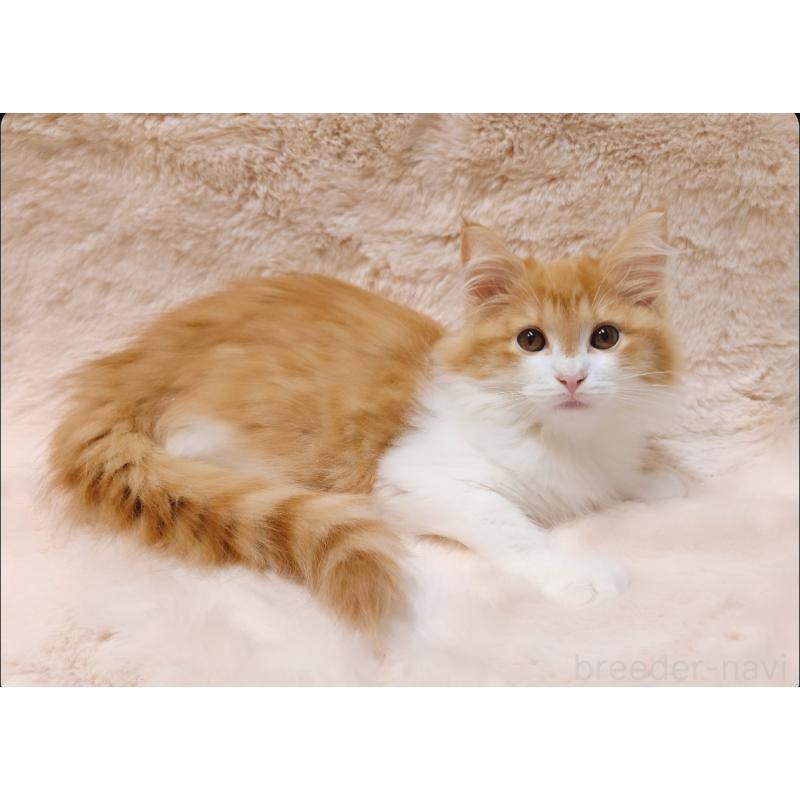 販売中の神奈川県のノルウェージャンフォレストキャット-135974の2枚目
