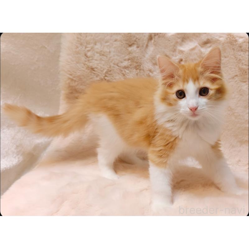 販売中の神奈川県のノルウェージャンフォレストキャット-135970の4枚目