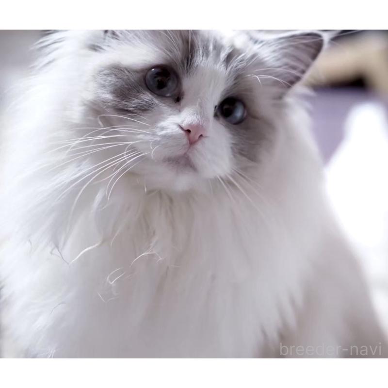 販売中の岐阜県のラグドール-138380の5枚目