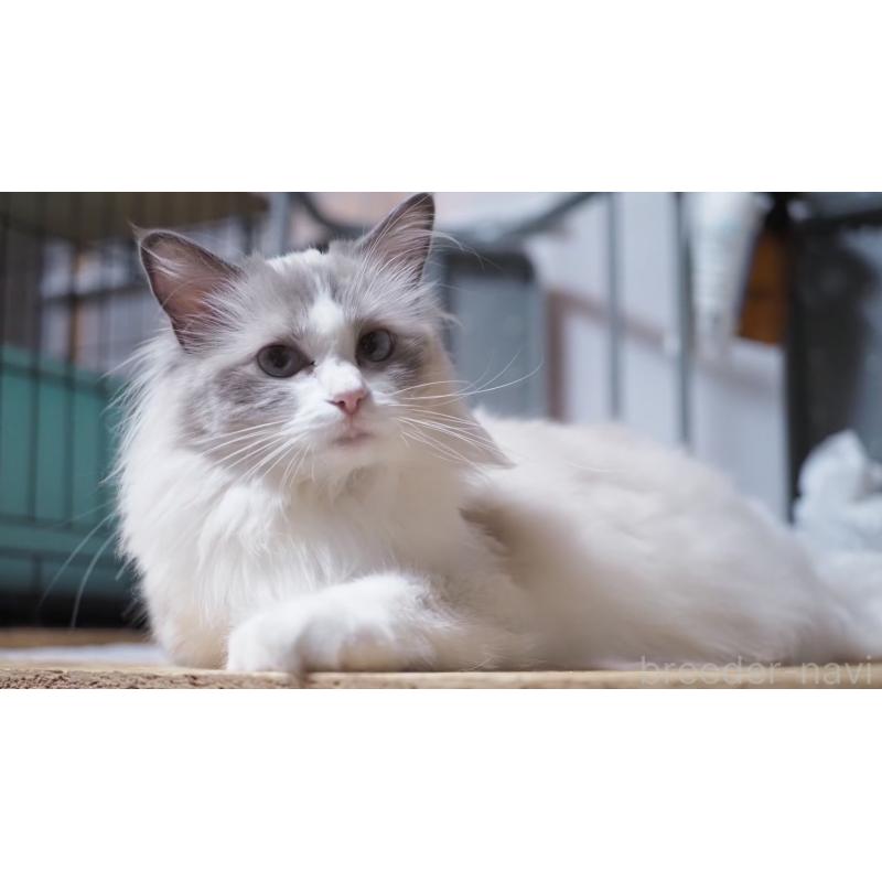 販売中の岐阜県のラグドール-138380の4枚目