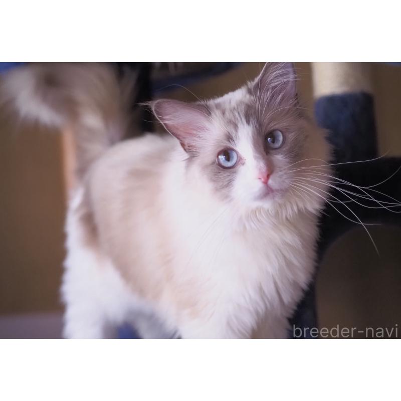 販売中の岐阜県のラグドール-138380の2枚目