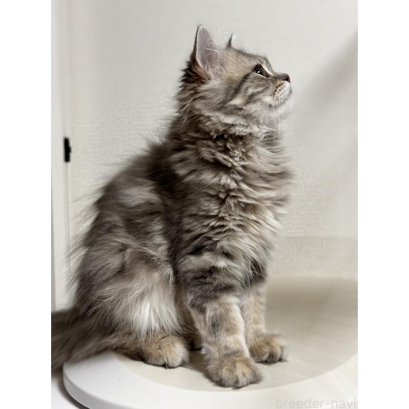 成約済の埼玉県のミヌエット-133522の4枚目