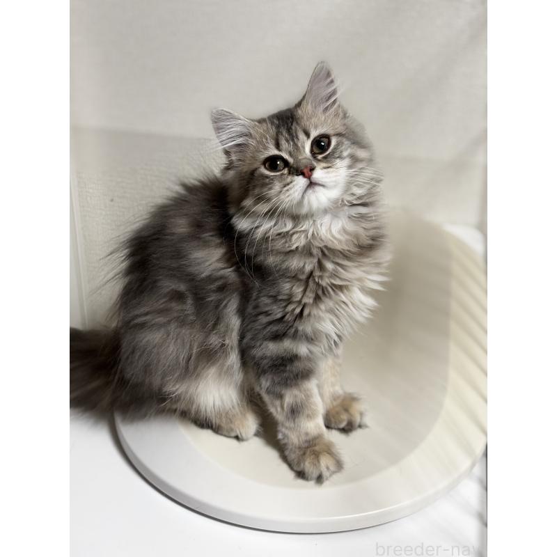 成約済の埼玉県のミヌエット-133522の3枚目