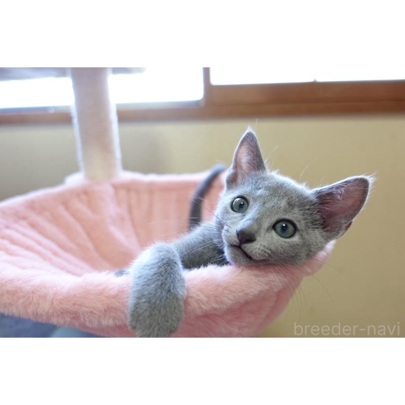 販売中の埼玉県のロシアンブルー-137524