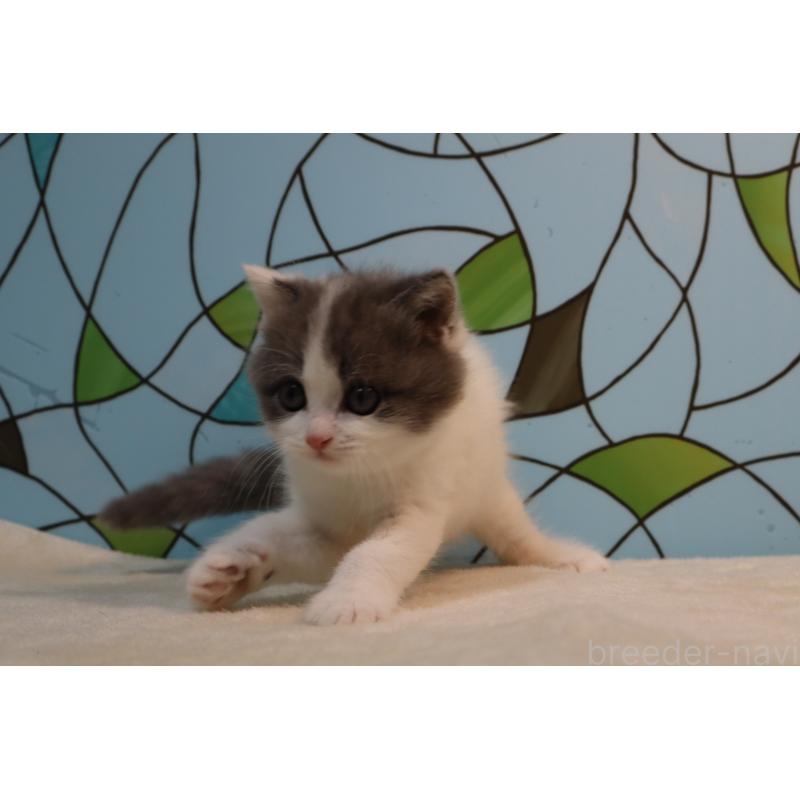 販売中の東京都のマンチカン-138303の6枚目