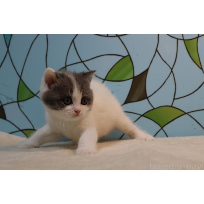 販売中の東京都のマンチカン-138303の5枚目