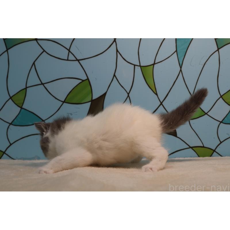 販売中の東京都のマンチカン-138303の4枚目