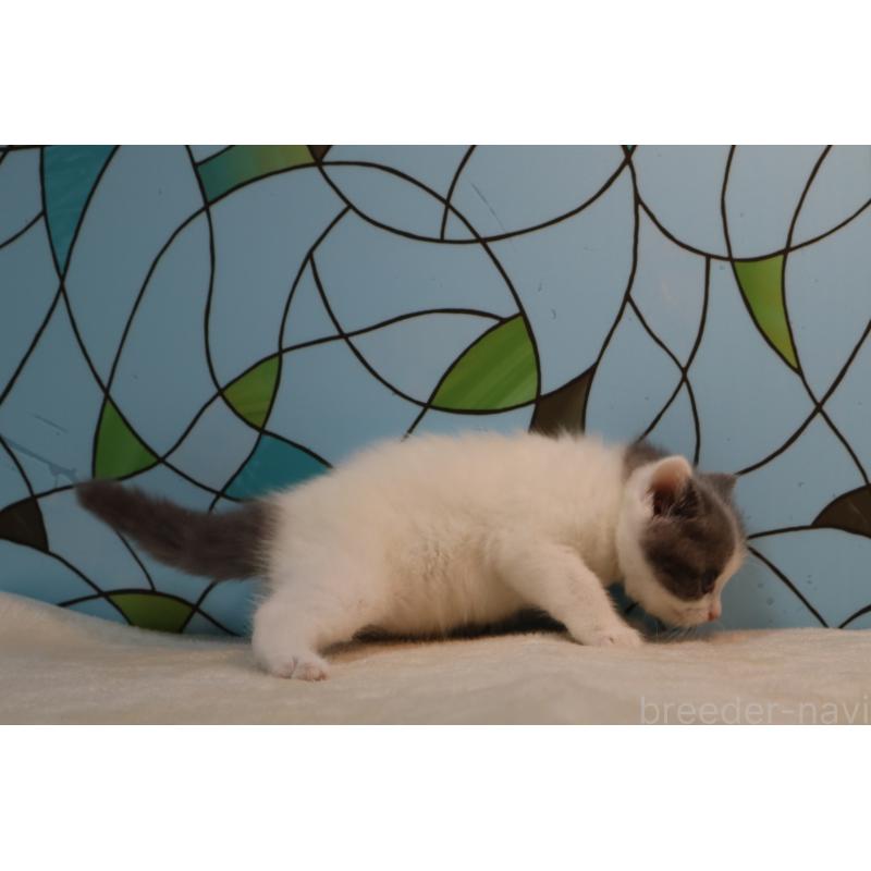 販売中の東京都のマンチカン-138303の3枚目