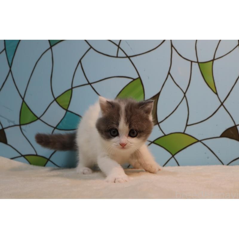 販売中の東京都のマンチカン-138303の2枚目