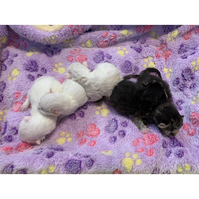 販売中の千葉県のミヌエット-138304の6枚目