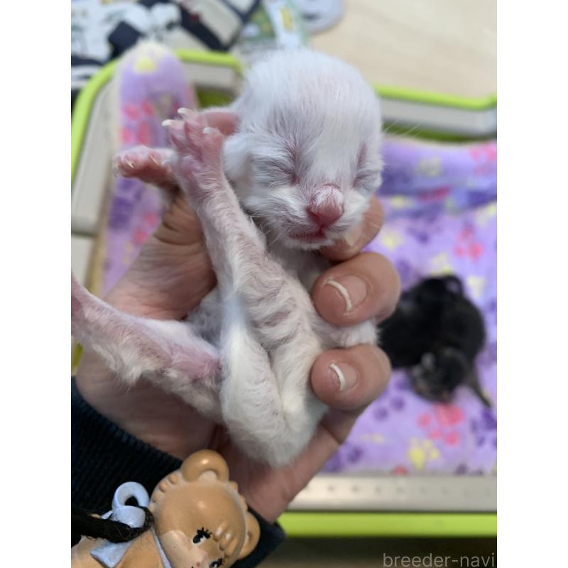 販売中の千葉県のミヌエット-138304の5枚目