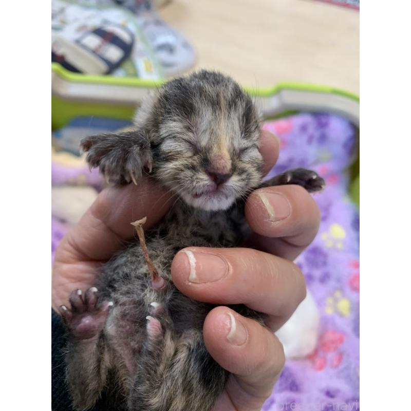 販売中の千葉県のミヌエット-138304の4枚目