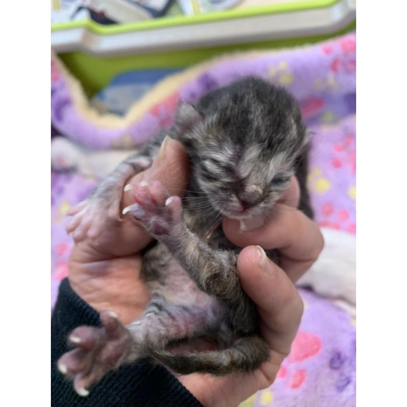 販売中の千葉県のミヌエット-138304の2枚目