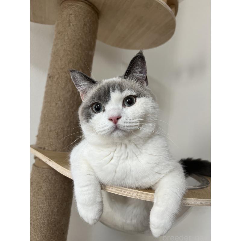 販売中の埼玉県のブリティッシュショートヘア-126614の2枚目