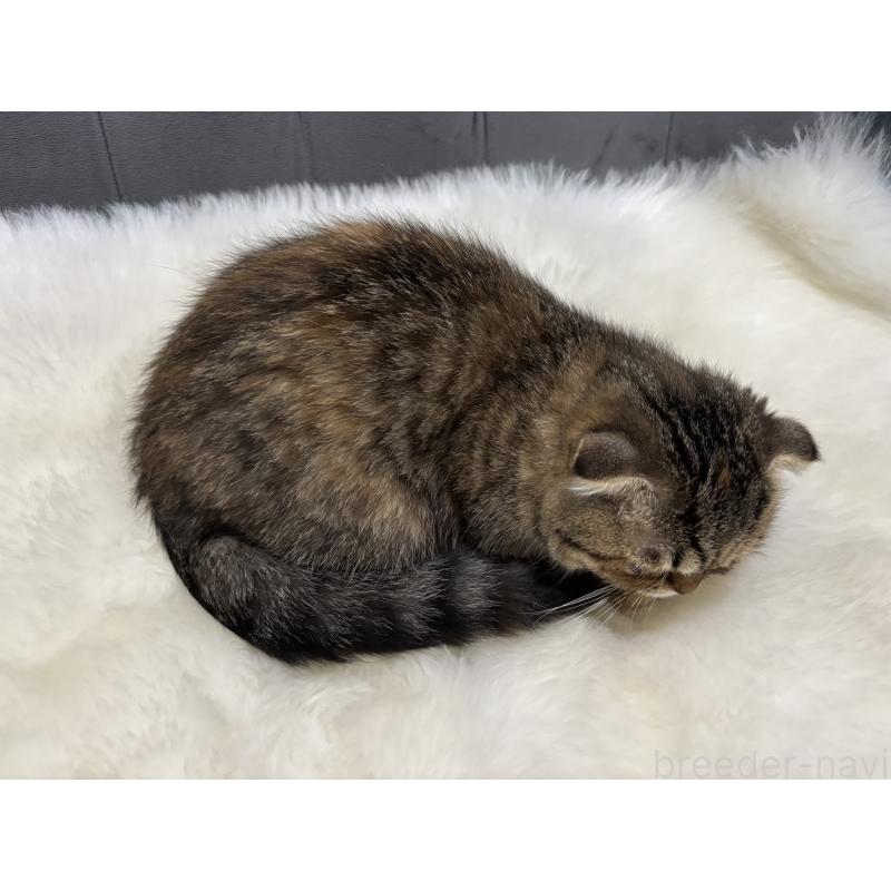 販売中の鹿児島県のスコティッシュフォールド(折れ耳)-135804の10枚目