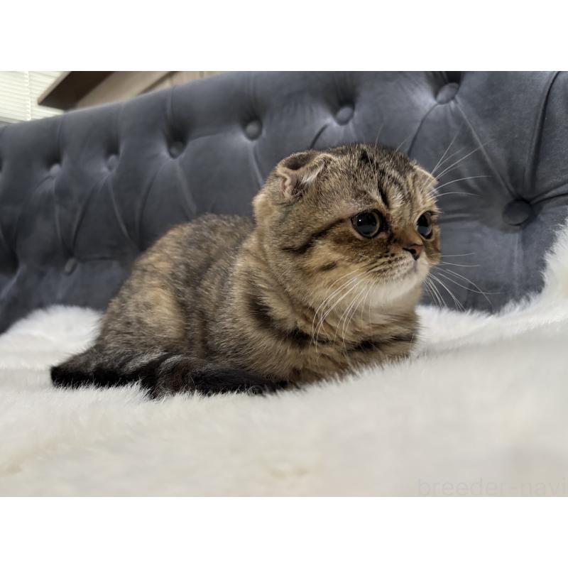 販売中の鹿児島県のスコティッシュフォールド(折れ耳)-135804の9枚目