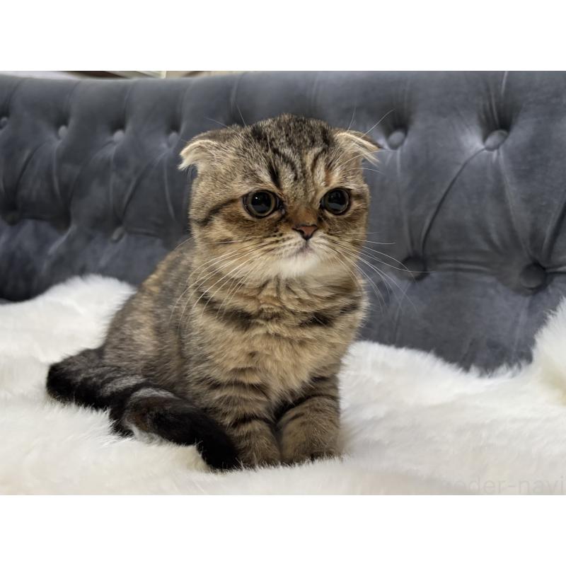 販売中の鹿児島県のスコティッシュフォールド(折れ耳)-135804の8枚目