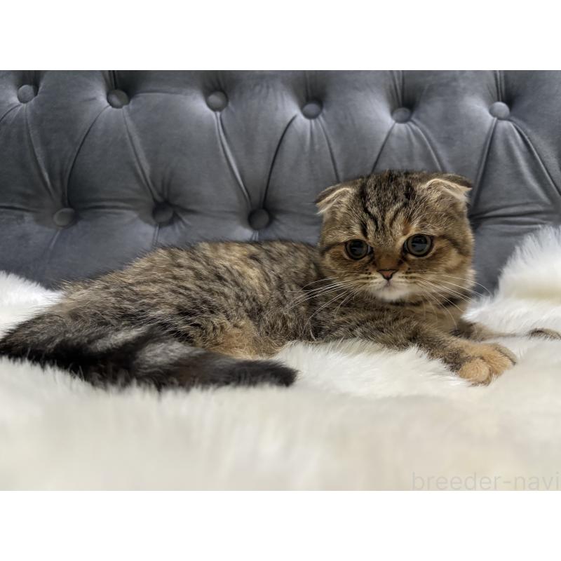 販売中の鹿児島県のスコティッシュフォールド(折れ耳)-135804の7枚目