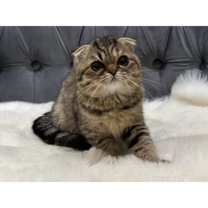 販売中の鹿児島県のスコティッシュフォールド(折れ耳)-135804の6枚目