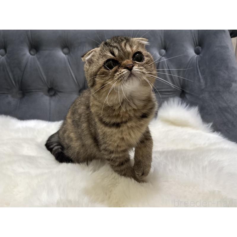 販売中の鹿児島県のスコティッシュフォールド(折れ耳)-135804の5枚目