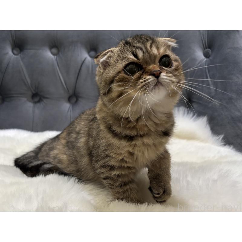 販売中の鹿児島県のスコティッシュフォールド(折れ耳)-135804の3枚目