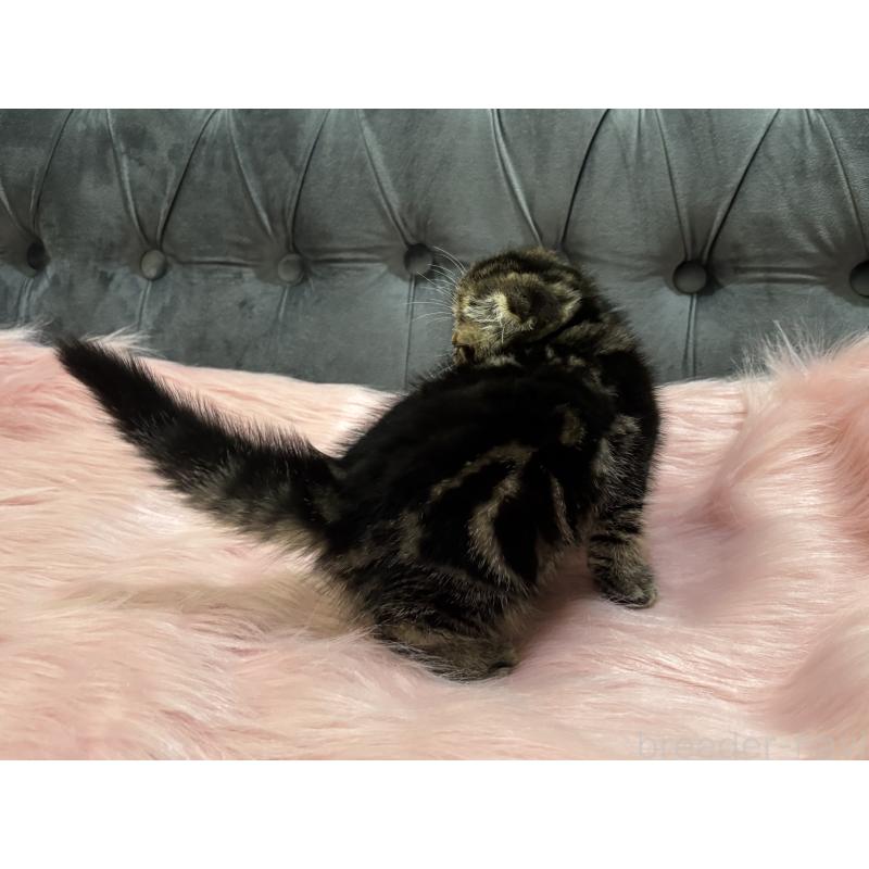 商談中の鹿児島県のスコティッシュフォールド(折れ耳)-136817の10枚目