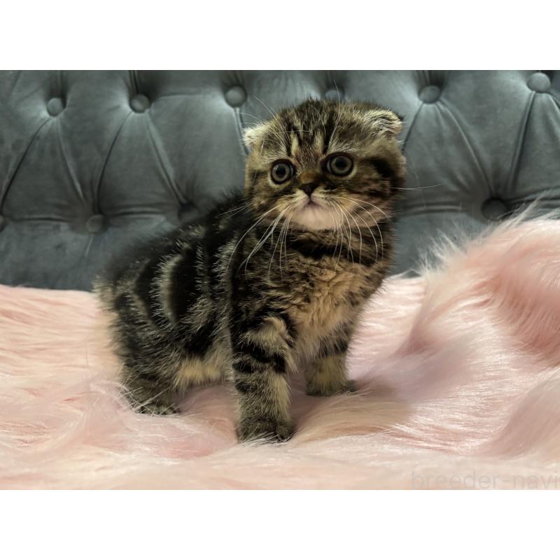 商談中の鹿児島県のスコティッシュフォールド(折れ耳)-136817の9枚目