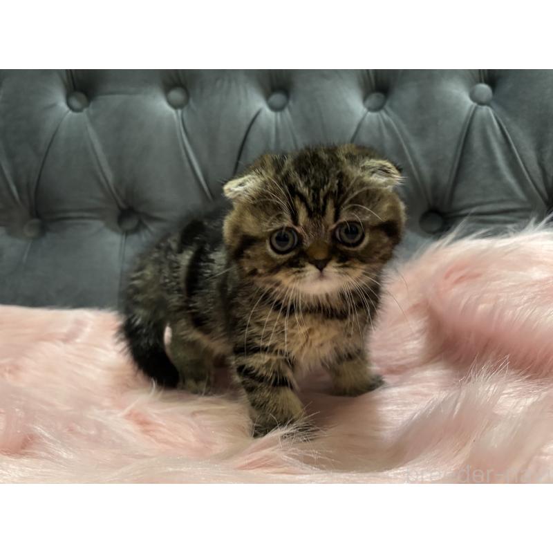 商談中の鹿児島県のスコティッシュフォールド(折れ耳)-136817の8枚目