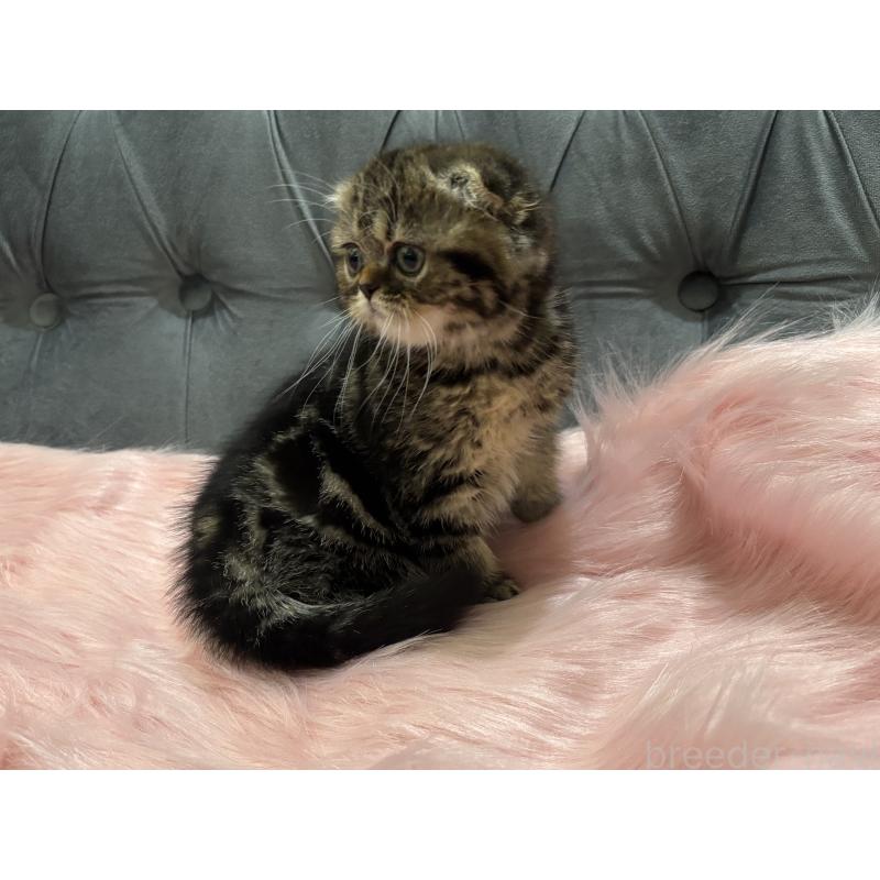 商談中の鹿児島県のスコティッシュフォールド(折れ耳)-136817の7枚目