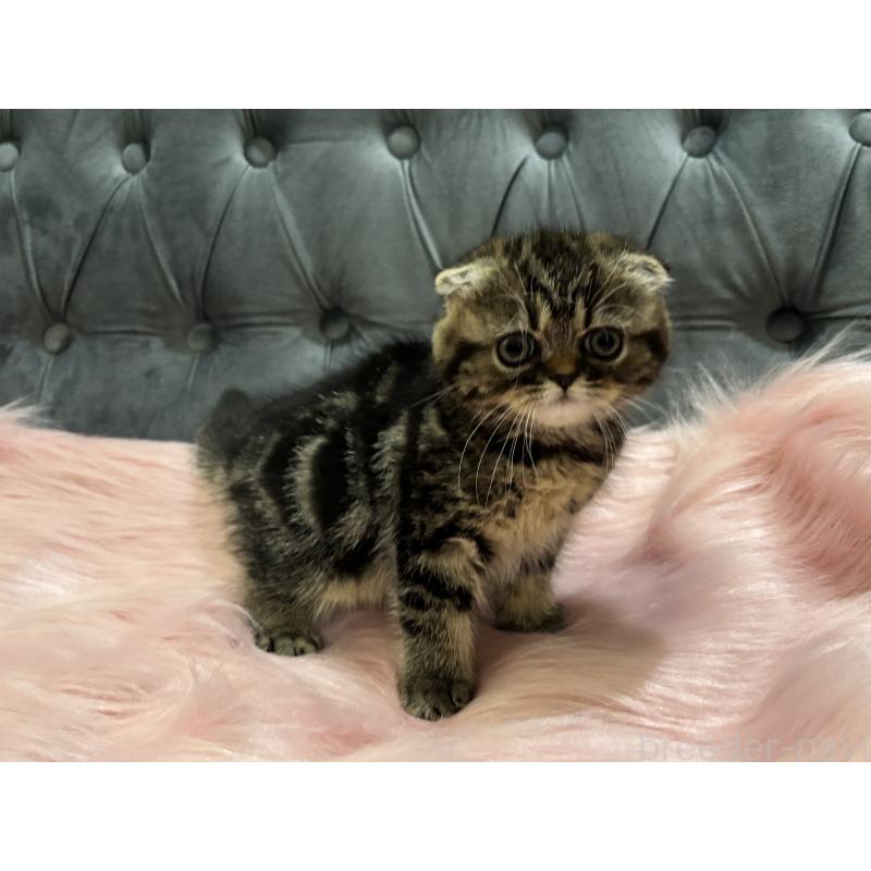 商談中の鹿児島県のスコティッシュフォールド(折れ耳)-136817の6枚目