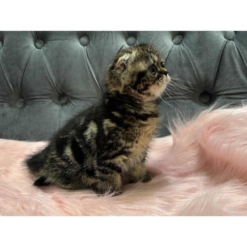 商談中の鹿児島県のスコティッシュフォールド(折れ耳)-136817の4枚目