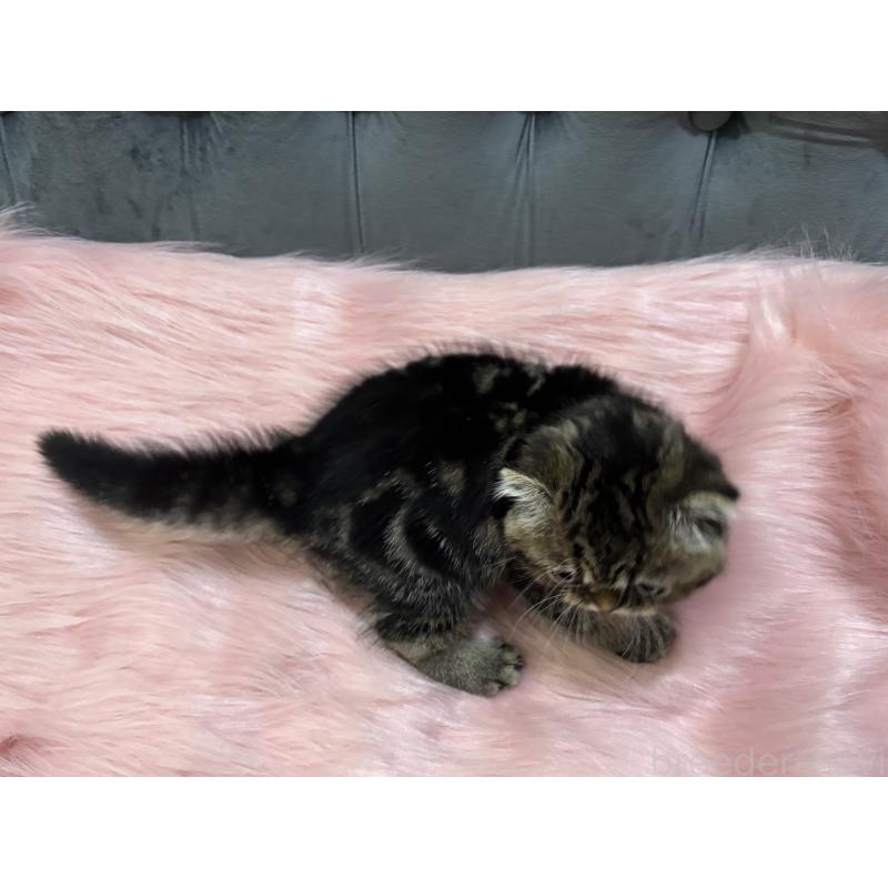 商談中の鹿児島県のスコティッシュフォールド(折れ耳)-136817の2枚目