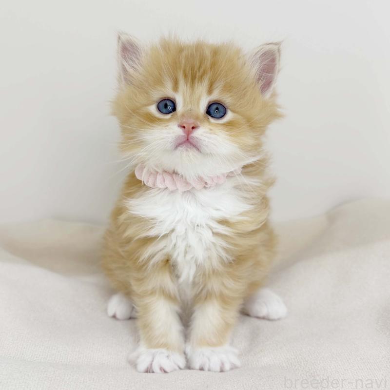 販売中の福岡県のサイベリアン-137695