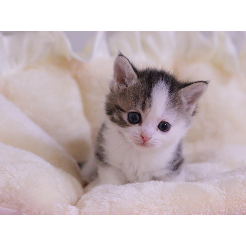 販売中の東京都のマンチカン-138305の5枚目