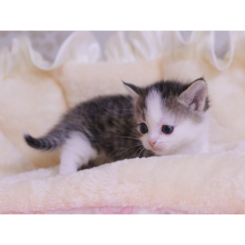 販売中の東京都のマンチカン-138305の4枚目