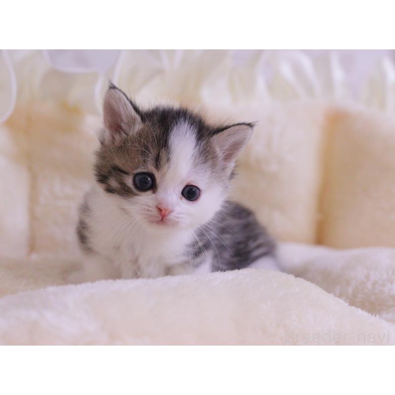 販売中の東京都のマンチカン-138305の3枚目