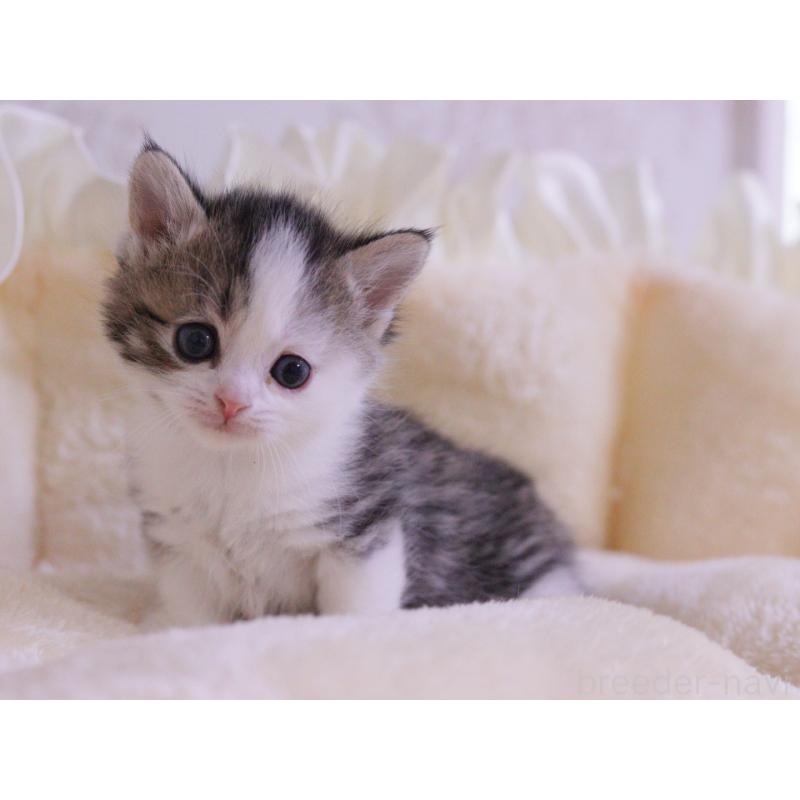 販売中の東京都のマンチカン-138305の2枚目