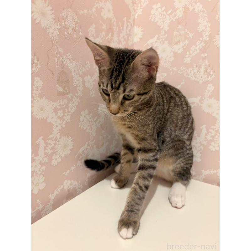 販売中の石川県のサバンナキャット-138306の6枚目