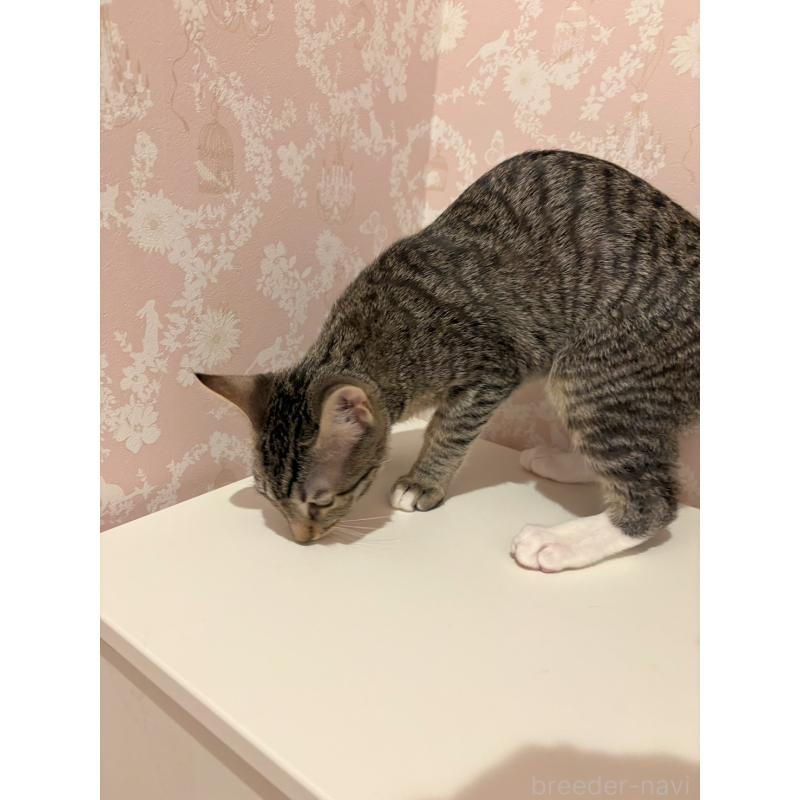 販売中の石川県のサバンナキャット-138306の5枚目