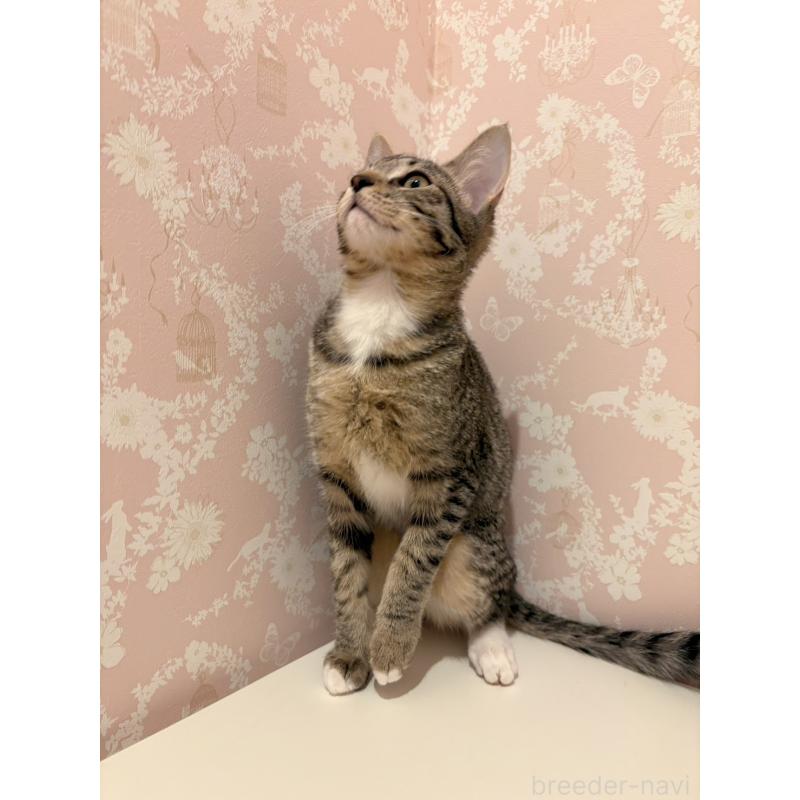 販売中の石川県のサバンナキャット-138306の4枚目