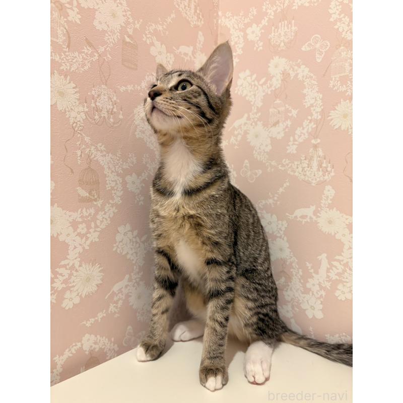 販売中の石川県のサバンナキャット-138306の3枚目