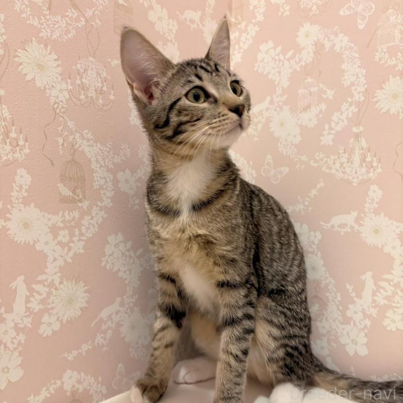 販売中の石川県のサバンナキャット-138306の1枚目